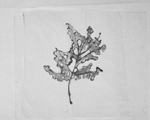 Charlotte boschma sumi e inkt