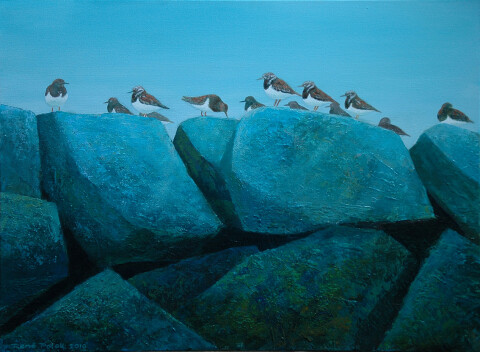 Steenlopers 60cm 80cm